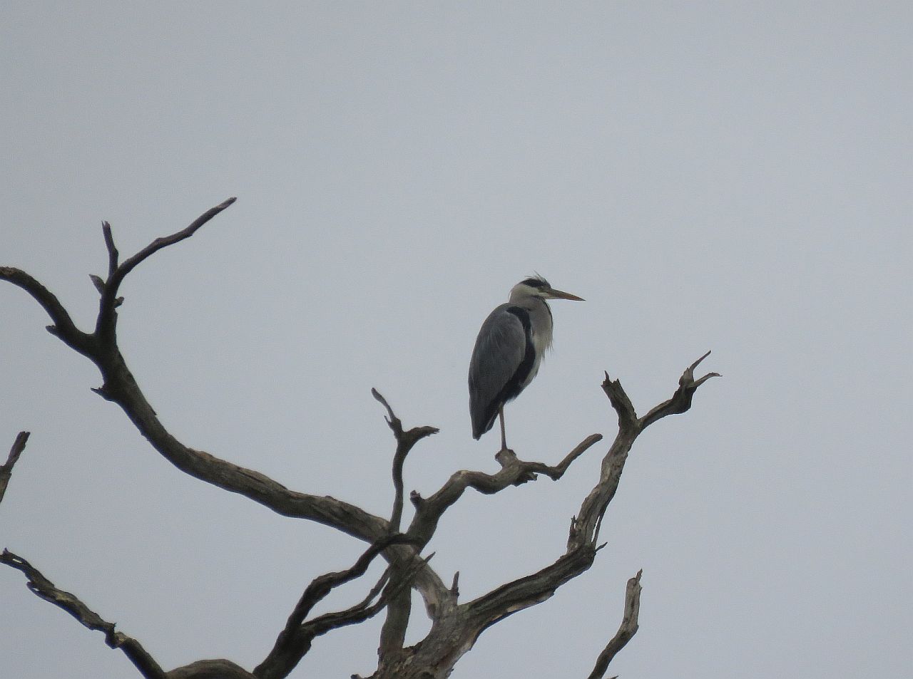   Grey Heron 